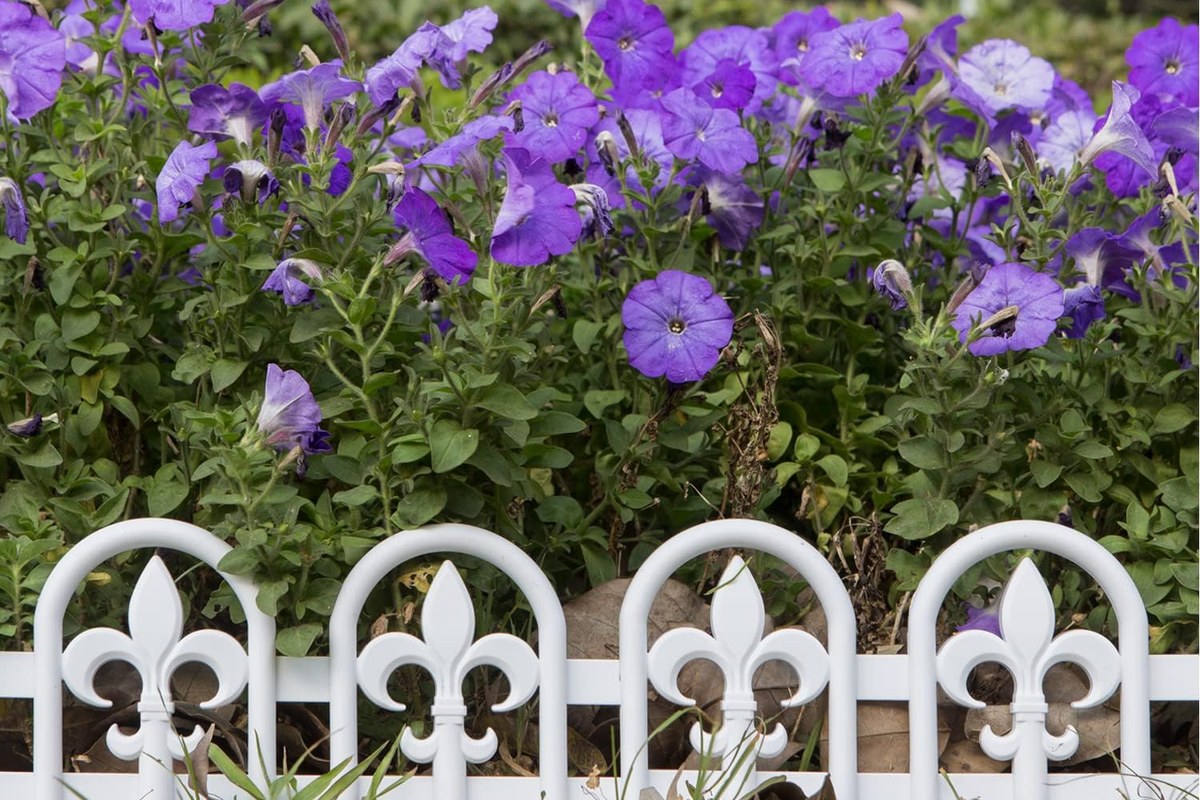 Fleur-de-lis edging before purple petunias