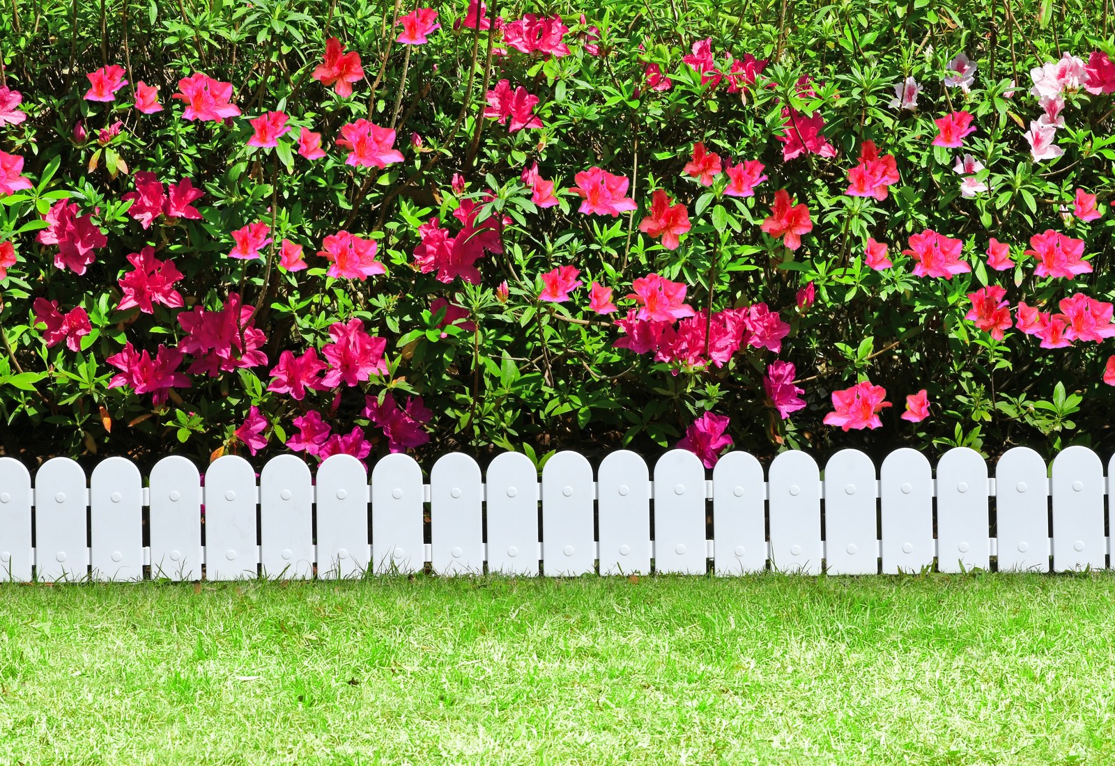 TimberLine wood-grain edging before bright azaleas